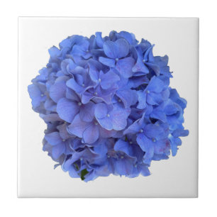 Elegante Blauwe maagdenpalm florale hortensia's Tegeltje