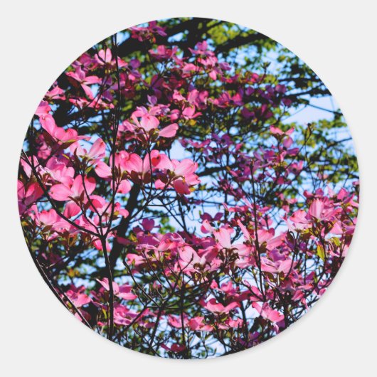 Elegante bloeiende roze Hondenboom Ronde Sticker (Voorkant)