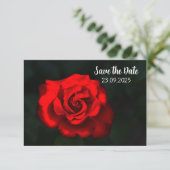 Elegante Bloem Rode Roos Save the Date (Staand voorkant)