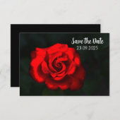 Elegante Bloem Rode Roos Save the Date (Voorkant / Achterkant)
