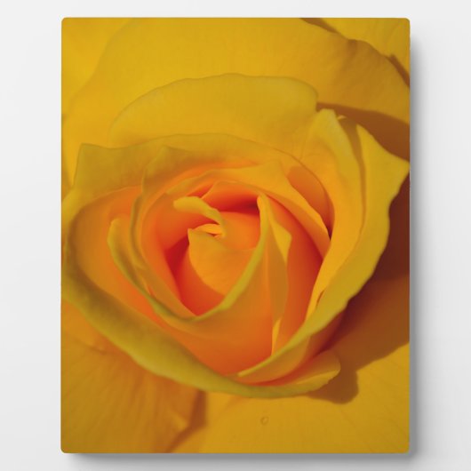 Elegante bloemen bloem Gele Roos Fotoplaat (Voorkant)