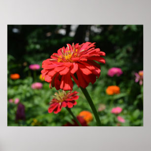 Elegante bloementuin rood sinaasappel roze bloemet poster