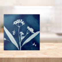 Elegante Bloemige Zijdeplant Cyanotype