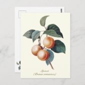 Elegante botanische  abrikoos briefkaart (Voorkant / Achterkant)