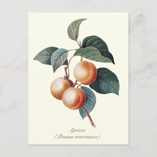Elegante botanische  abrikoos briefkaart (Voorkant)