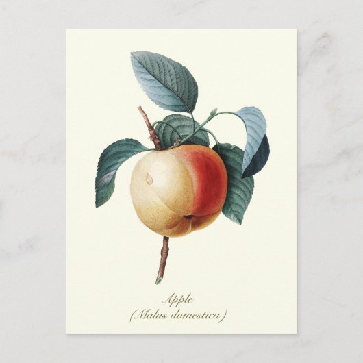 Elegante botanische abrikoos briefkaart (Voorkant)
