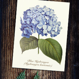 Elegante  Botanische Blauwe Hydrangea Bloem Briefkaart