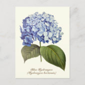 Elegante  Botanische Blauwe Hydrangea Bloem Briefkaart (Voorkant)