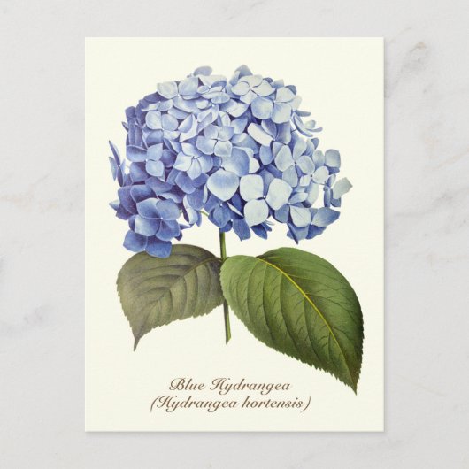 Elegante Botanische Blauwe Hydrangea Bloem Briefkaart (Voorkant)