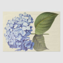 Elegante Botanische Blauwe Hydrangea Bloem