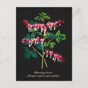 Elegante  Botanische Bloedende Hartbloem Briefkaart