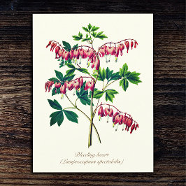 Elegante  Botanische Bloedende Hartbloem Briefkaart