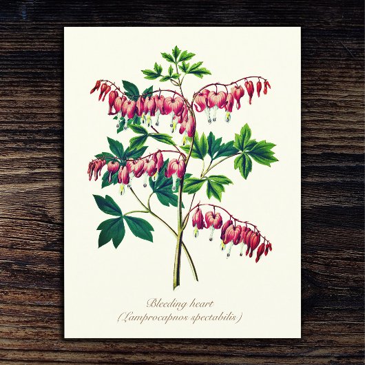 Elegante  Botanische Bloedende Hartbloem Briefkaart