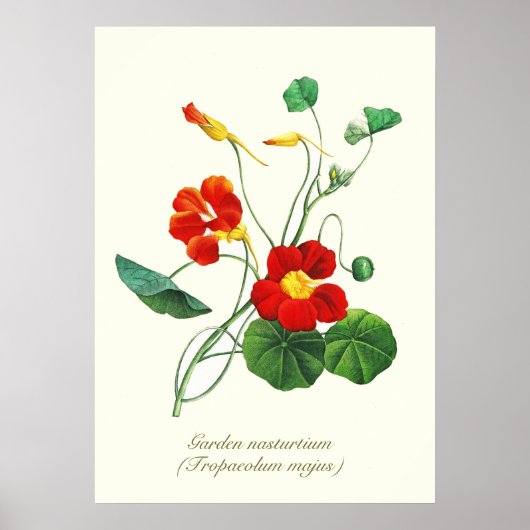 Elegante  Botanische Bloemen Nasturtium Poster (Voorkant)