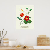 Elegante  Botanische Bloemen Nasturtium Poster (Keuken)