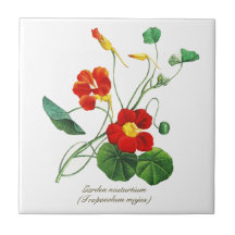 Elegante  Botanische Bloemen Nasturtium