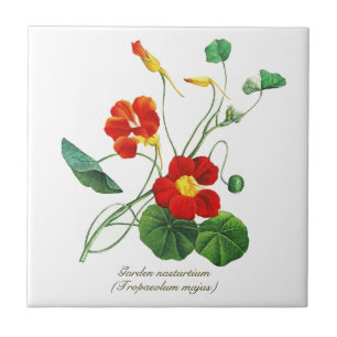 Elegante  Botanische Bloemen Nasturtium Tegeltje