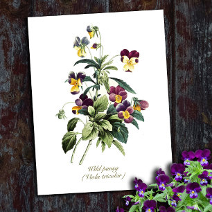 Elegante Botanische Bloemen Pansy Briefkaart
