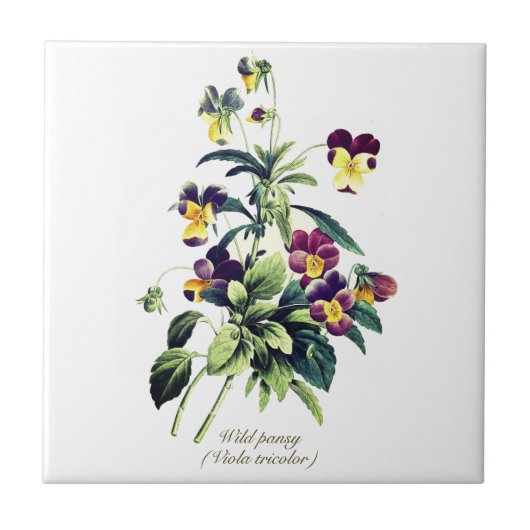 Elegante  Botanische Bloemen Pansy Tegeltje (Voorkant)