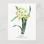 Elegante  Botanische Bloemen Witte Daffodils Briefkaart (Voorkant)