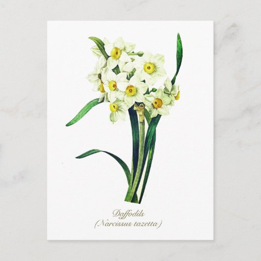 Elegante  Botanische Bloemen Witte Daffodils Briefkaart (Voorkant)