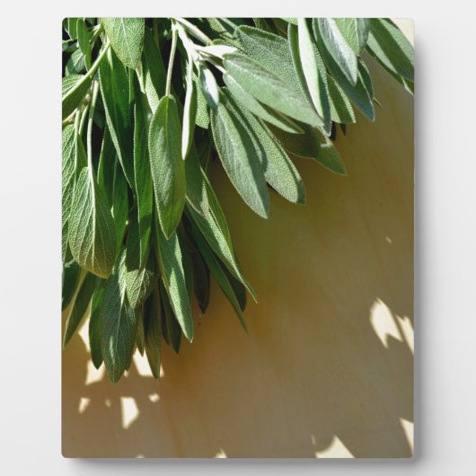 Elegante botanische groene kruiden bladeren salie fotoplaat (Voorkant)