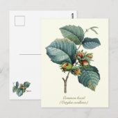 Elegante botanische hazelnootvrucht briefkaart (Voorkant / Achterkant)