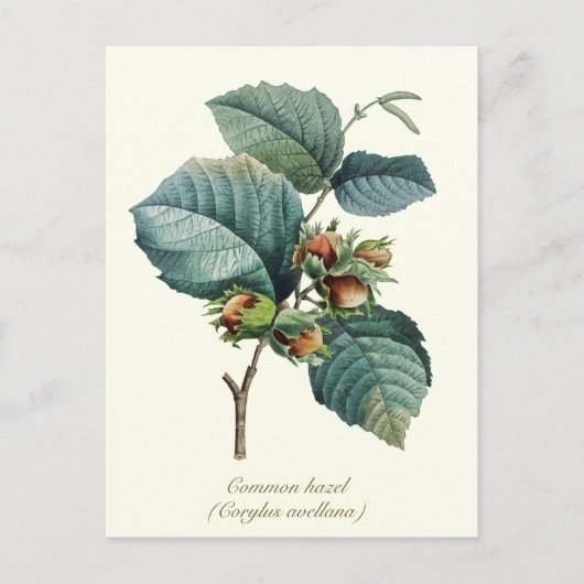 Elegante botanische hazelnootvrucht briefkaart (Voorkant)