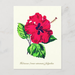 Elegante Botanische Hibiscusbloem Briefkaart