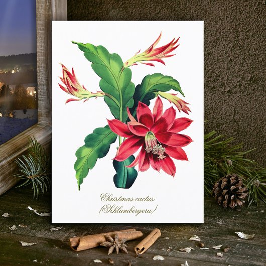 Elegante  Botanische Kerst Cactus Flower Briefkaart
