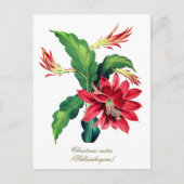 Elegante  Botanische Kerst Cactus Flower Briefkaart (Voorkant)