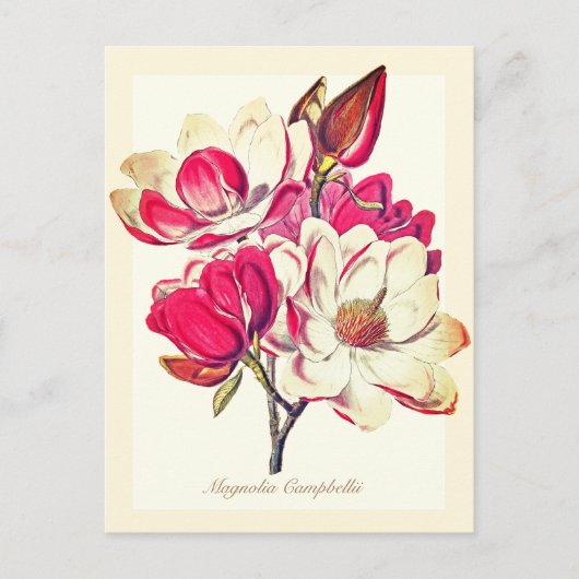 Elegante Botanische Magnolia Roze Bloemen Briefkaart (Voorkant)