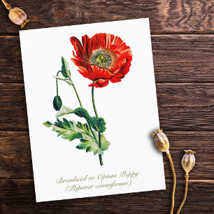 Elegante  Botanische Opium Poppy Flower Briefkaart
