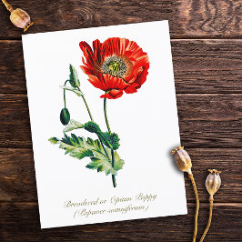 Elegante  Botanische Opium Poppy Flower Briefkaart