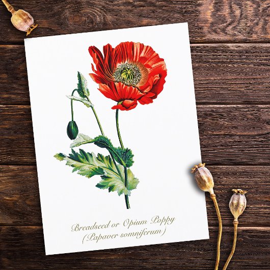 Elegante  Botanische Opium Poppy Flower Briefkaart