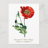 Elegante  Botanische Opium Poppy Flower Briefkaart (Voorkant)