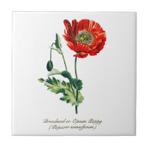 Elegante  Botanische Opium Poppy Flower