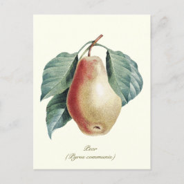 Elegante botanische perenvrucht briefkaart
