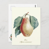 Elegante botanische  perenvrucht briefkaart (Voorkant / Achterkant)