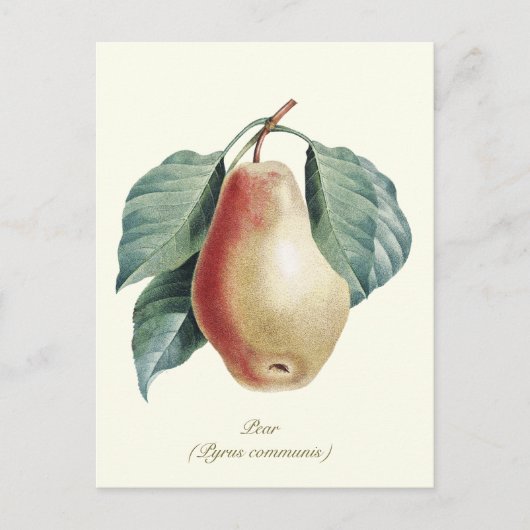 Elegante botanische  perenvrucht briefkaart (Voorkant)