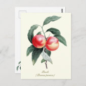 Elegante botanische perzikvruchten briefkaart (Voorkant / Achterkant)