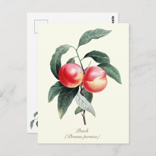 Elegante botanische  perzikvruchten briefkaart (Voorkant / Achterkant)