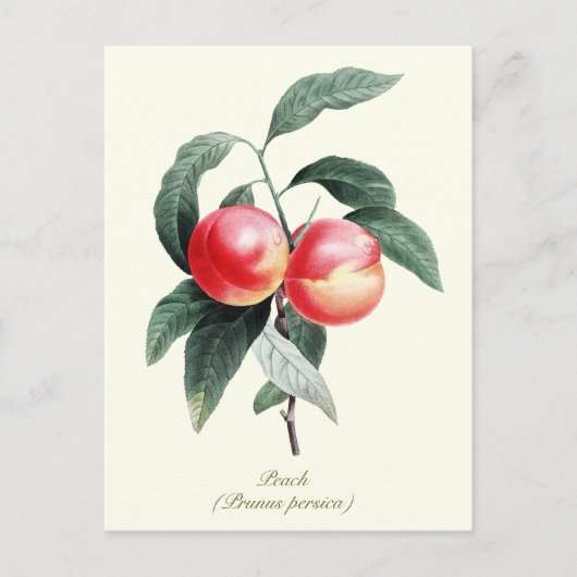 Elegante botanische perzikvruchten briefkaart (Voorkant)