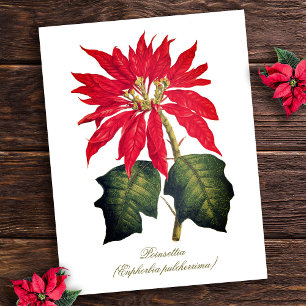 Elegante  Botanische Poinsettia Flower Briefkaart