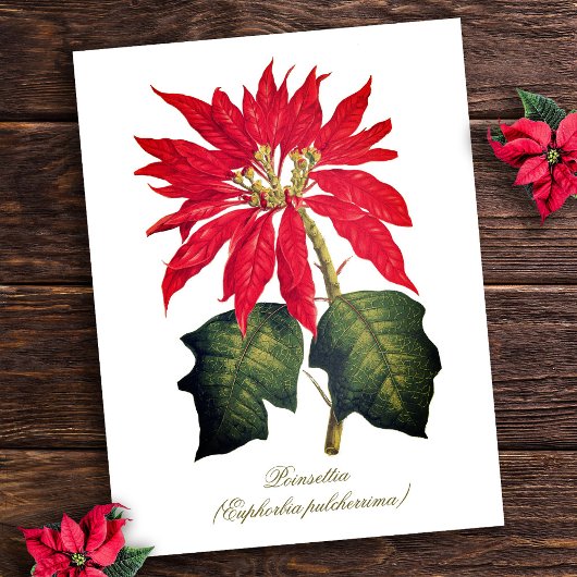 Elegante  Botanische Poinsettia Flower Briefkaart