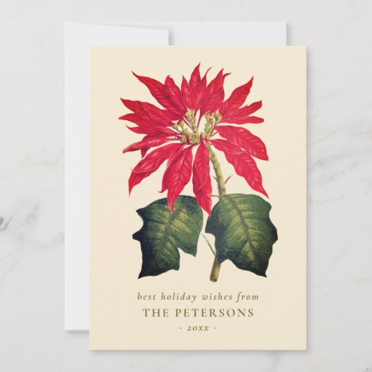 Elegante  Botanische Poinsettia Flower Feestdagenkaart (Voorkant)