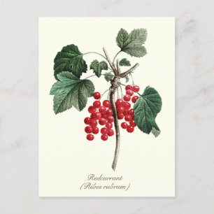 Elegante botanische rode bessen fruit briefkaart