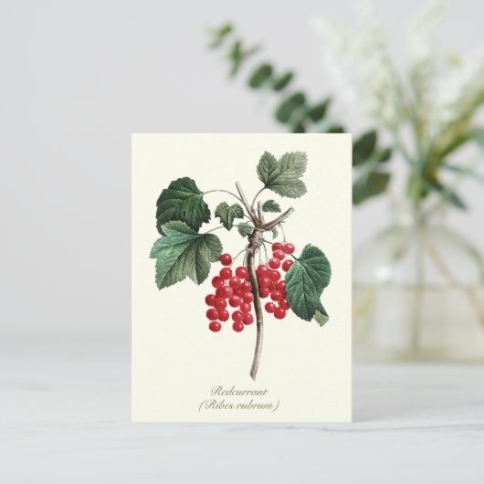 Elegante botanische rode bessen fruit briefkaart (Staand voorkant)