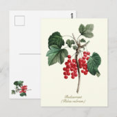 Elegante botanische  rode bessen fruit briefkaart (Voorkant / Achterkant)