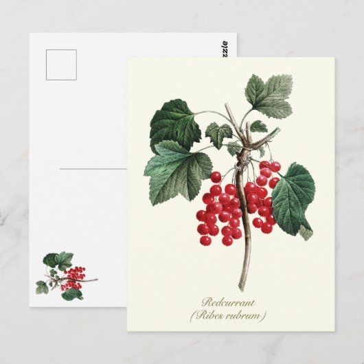Elegante botanische rode bessen fruit briefkaart (Voorkant / Achterkant)